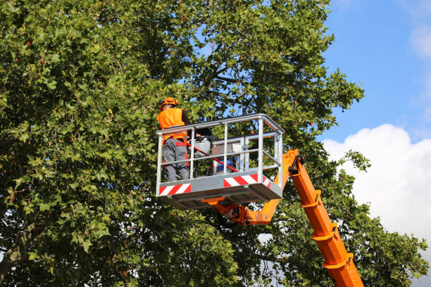 Best Utility Line Clearance  in Valmeyer, IL