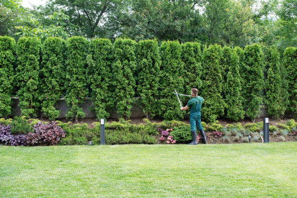 Best Organic Lawn Care Solutions  in Valmeyer, IL