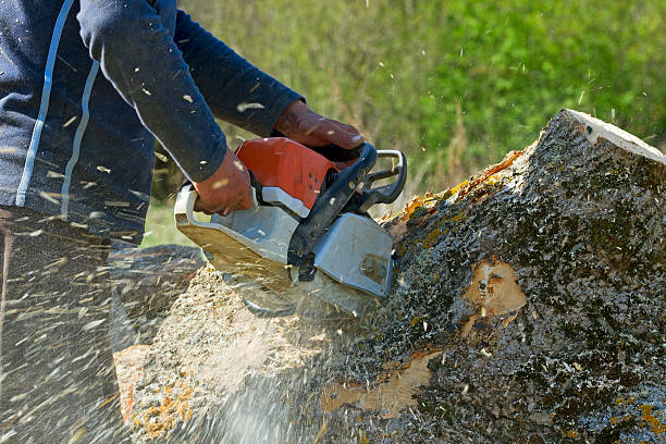 Best Tree Disease Treatment  in Valmeyer, IL