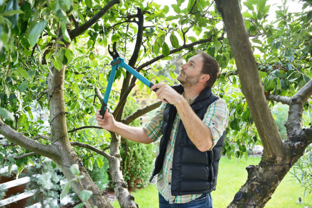 Best Fruit Tree Pruning  in Valmeyer, IL